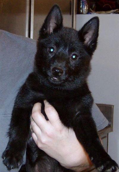 AKC Schipperke pups